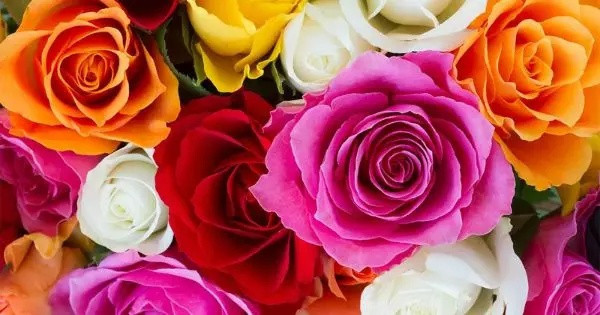 Pick a flower