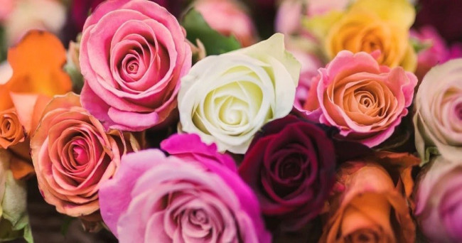 What colour rose is your favourite?